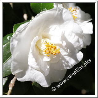 Camellia Japonica 'Alba Longi'