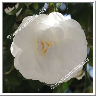 Camellia Japonica 'Alba Plena'