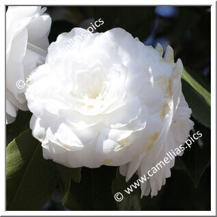 Camellia Japonica 'Alba Plena'