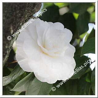 Camellia Japonica 'Alba Plena'