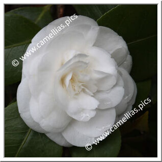 Camellia Japonica 'Alba Plena di Casoretti'