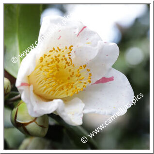 Camellia Japonica 'Alba Simplex'