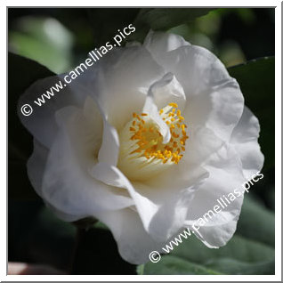 Camellia Japonica 'Alba Superba (MG)'