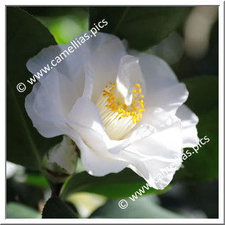 Camellia Japonica 'Alba Superba (MG)'