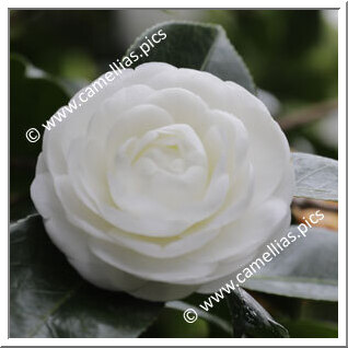 Camellia Japonica 'Albear'