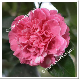 Camellia Japonica 'Albertii'