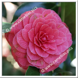 Camellia Japonica 'Alberto Allen'