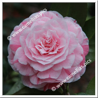 Camellia Japonica 'Albino Botti '