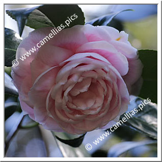 Camellia Japonica 'Principessa Aldobrandini'