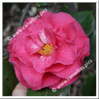 Camellia Japonica 'Alessandra Anelli'