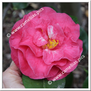 Camellia Japonica 'Alessandra Anelli'