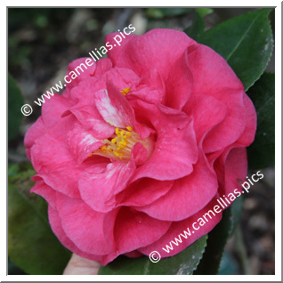 Camellia Japonica 'Alessandra Anelli'