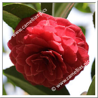 Camellia Japonica 'Alessandro Volta'
