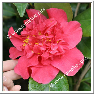 Camellia Japonica 'Alex Ronsoni'