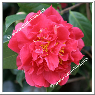 Camellia Japonica 'Alex Ronsoni'