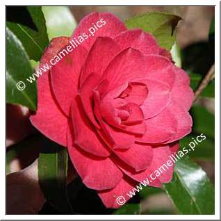 Camellia Japonica 'Alexander Black'