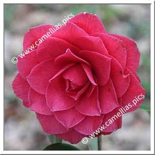Camellia Japonica 'Alexander Black'