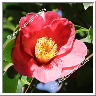 Camellia Japonica 'Alexander Hunter'