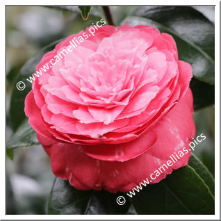 Camellia Japonica 'Alfredo Allen'