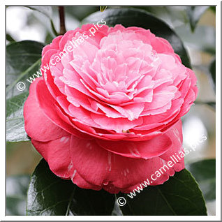 Camellia Japonica 'Alfredo Allen'