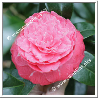 Camellia Japonica 'Alfredo Allen'