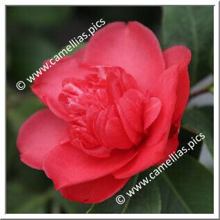 Camellia Japonica 'Allela'