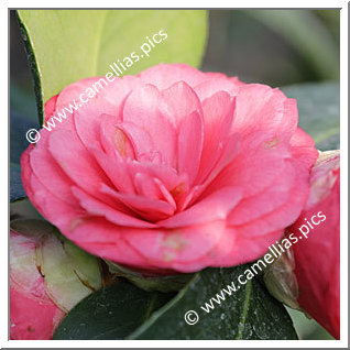 Camellia Japonica 'Contessa d'Almeforte'