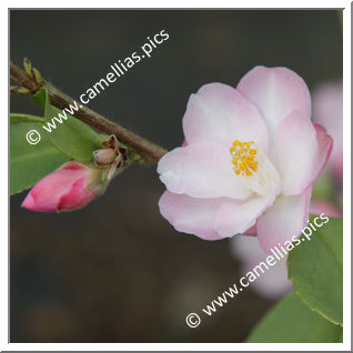 Camellia Hybride 'Alpen Glo'