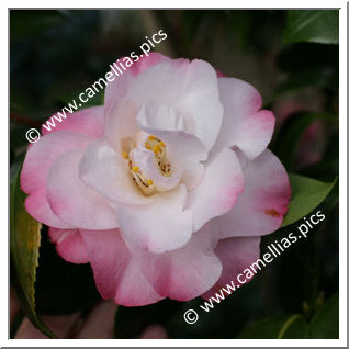 Camellia Japonica 'Alta Gavin'