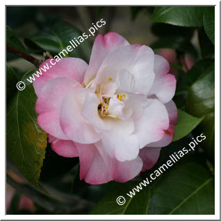 Camellia Japonica 'Alta Gavin'