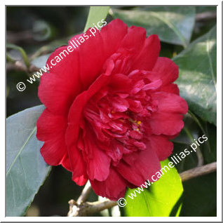 Camellia Japonica 'Althaeiflora'