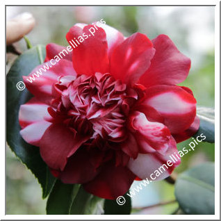 Camellia Japonica 'Althaeiflora Variegata'