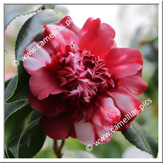 Camellia Japonica 'Althaeiflora Variegata'