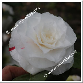 Camellia Japonica 'Alyson Pollard'