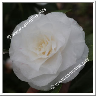 Camellia Japonica 'Alyson Pollard'