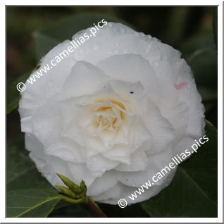 Camellia Japonica 'Alyson Pollard'