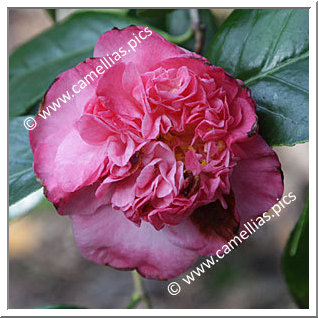 Camellia Japonica 'Amabel Lansdell'