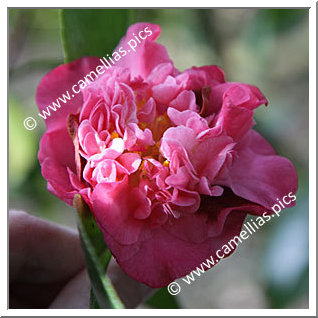 Camellia Japonica 'Amabel Lansdell'