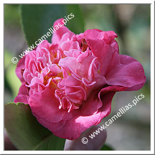 Camellia Japonica 'Amabel Lansdell'