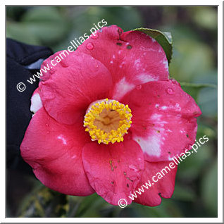 Camellia Japonica 'Amagashita'