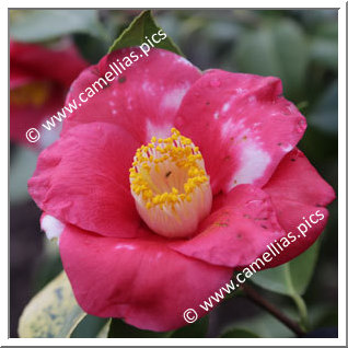 Camellia Japonica 'Amagashita'