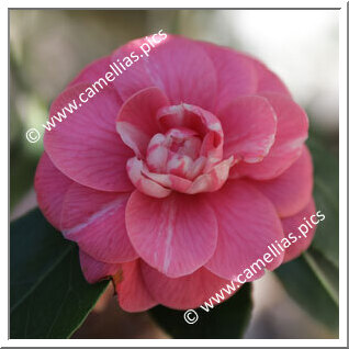 Camellia Japonica 'Amalia'