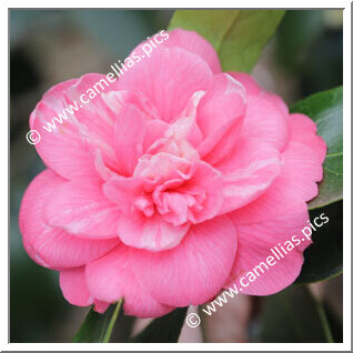 Camellia Japonica 'Amalia'
