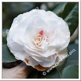 Camellia Japonica 'Amalia Croff'