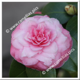 Camellia Japonica 'Amalia Servi'