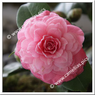 Camellia Japonica 'Amalia Servi'