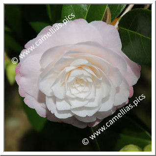 Camellia Japonica 'Amazing Graces'