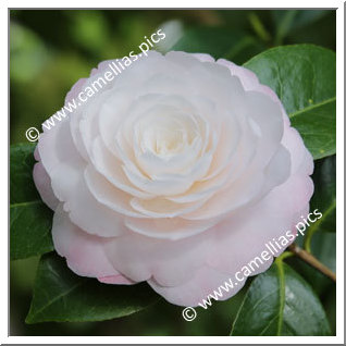 Camellia Japonica 'Amazing Graces'