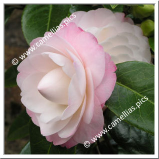 Camellia Japonica 'Amazing Graces'