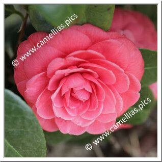 Camellia Japonica 'Amelia Brozzoni'